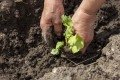 AGRICULTURA