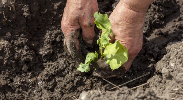 As agricultoras podem plantar hortaliças e ervas diversas