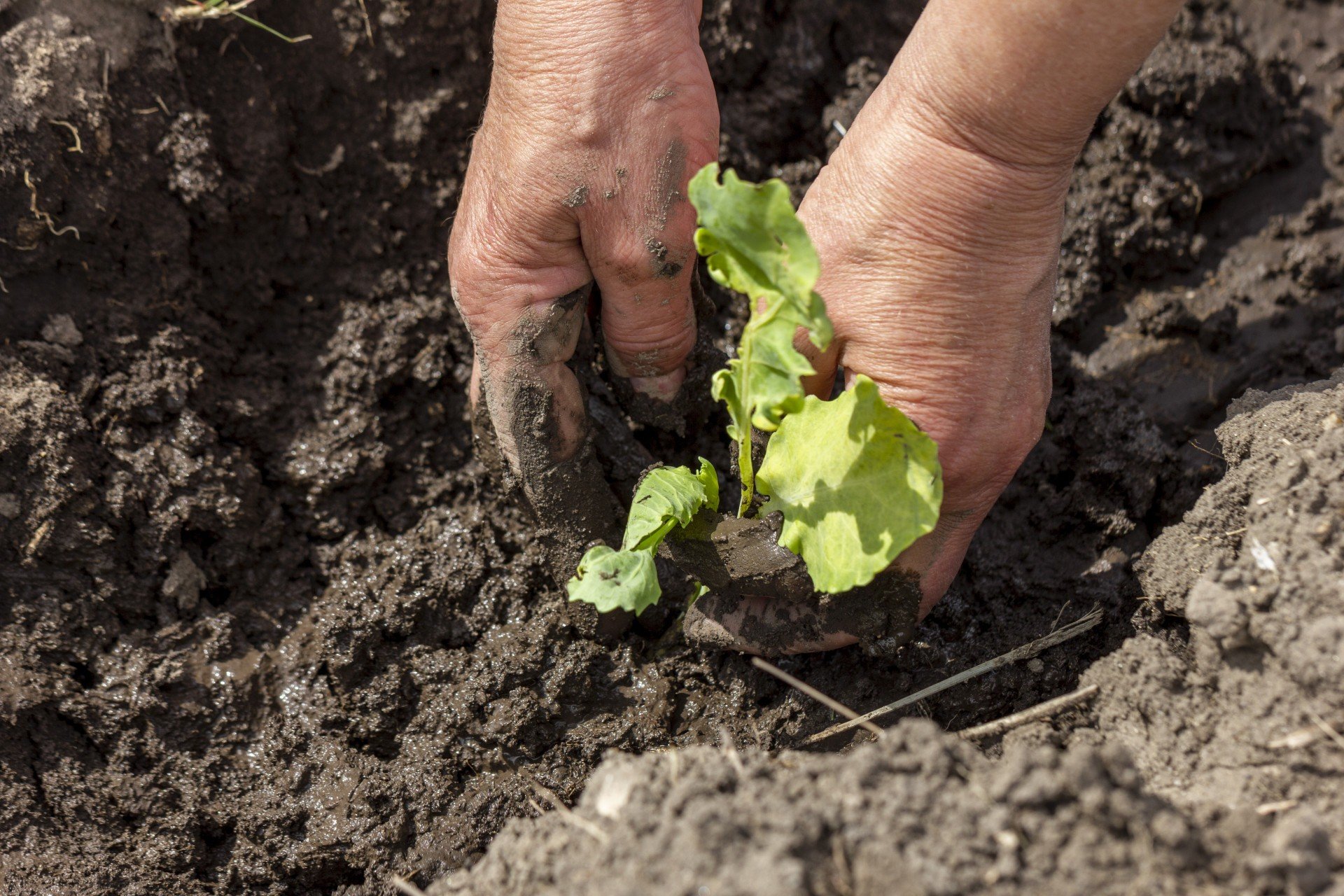 As agricultoras podem plantar hortaliças e ervas diversas 