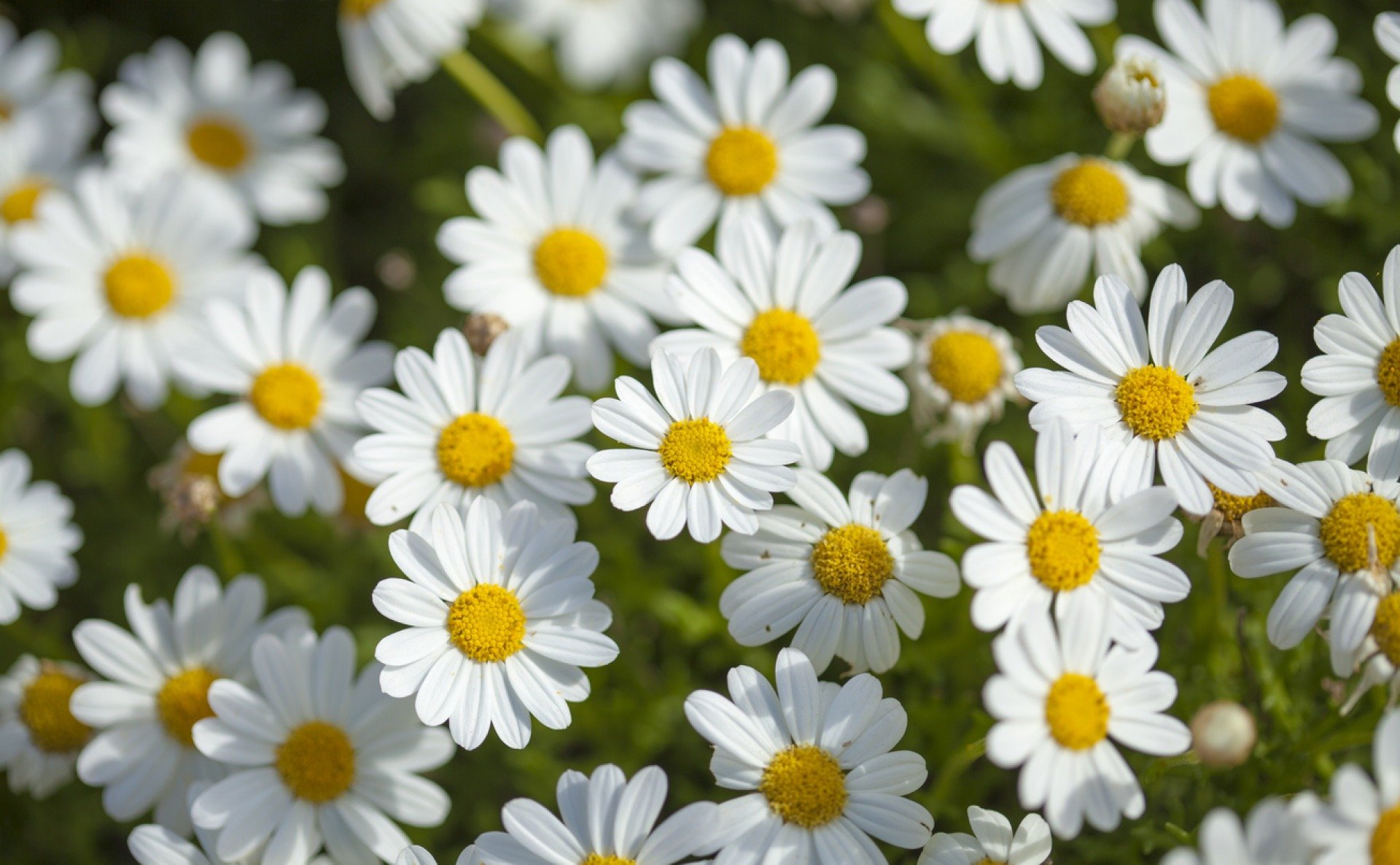 iStock