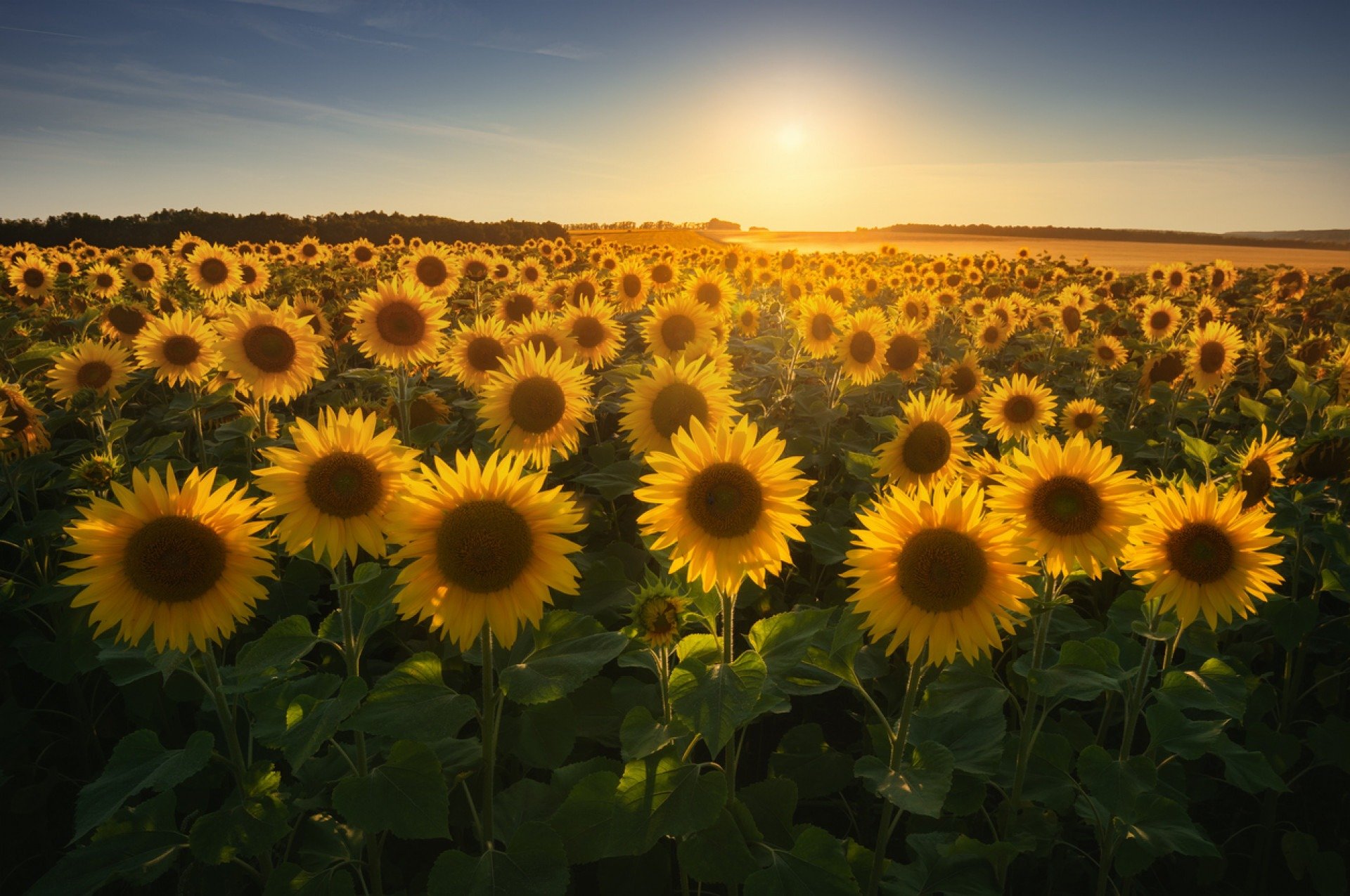iStock