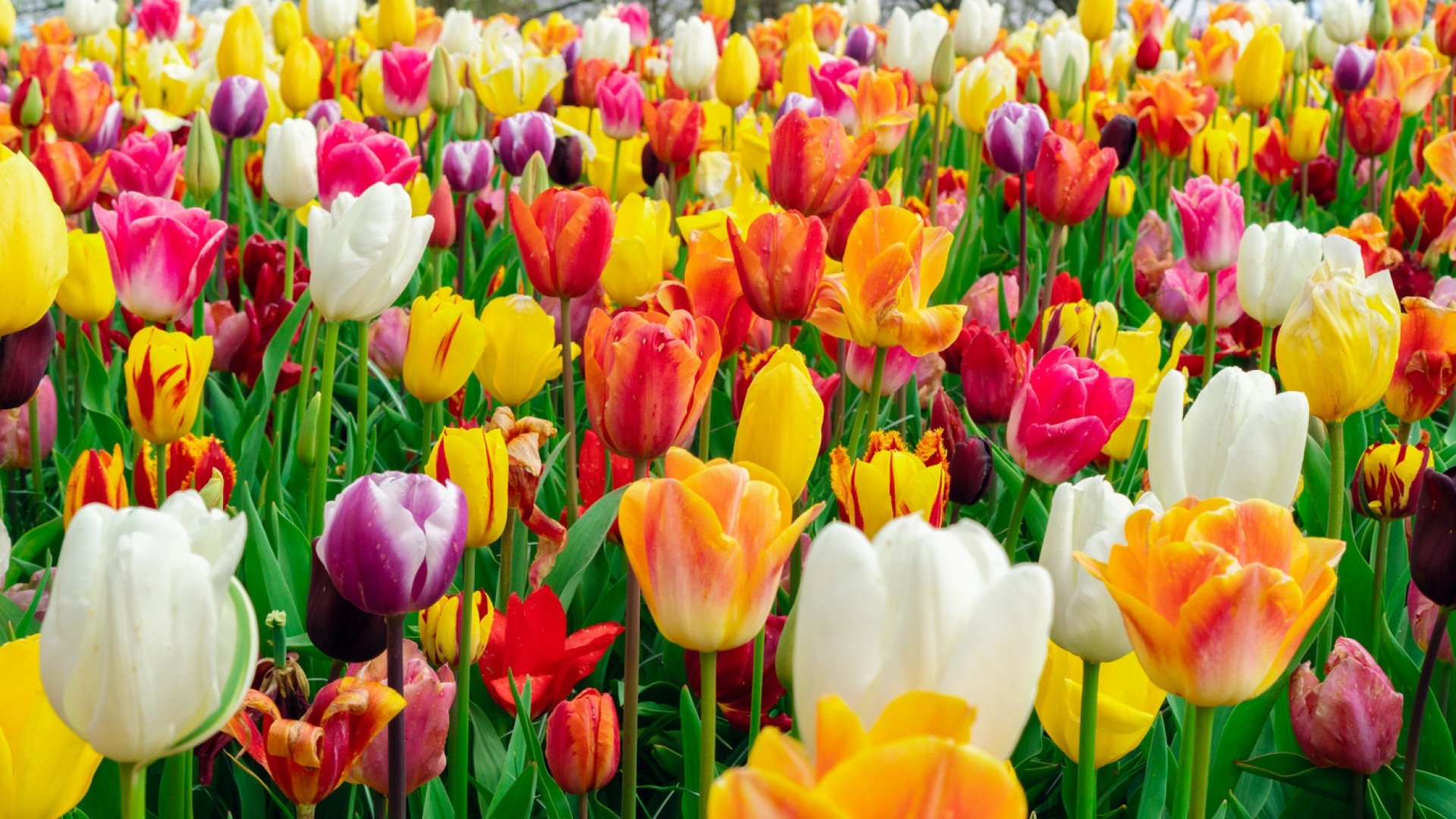 iStock