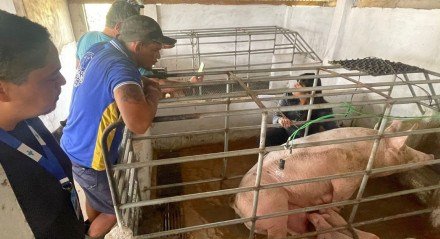 Os suinocultores selecionados receberão visitas técnicas e acompanhamento individual por seis meses.