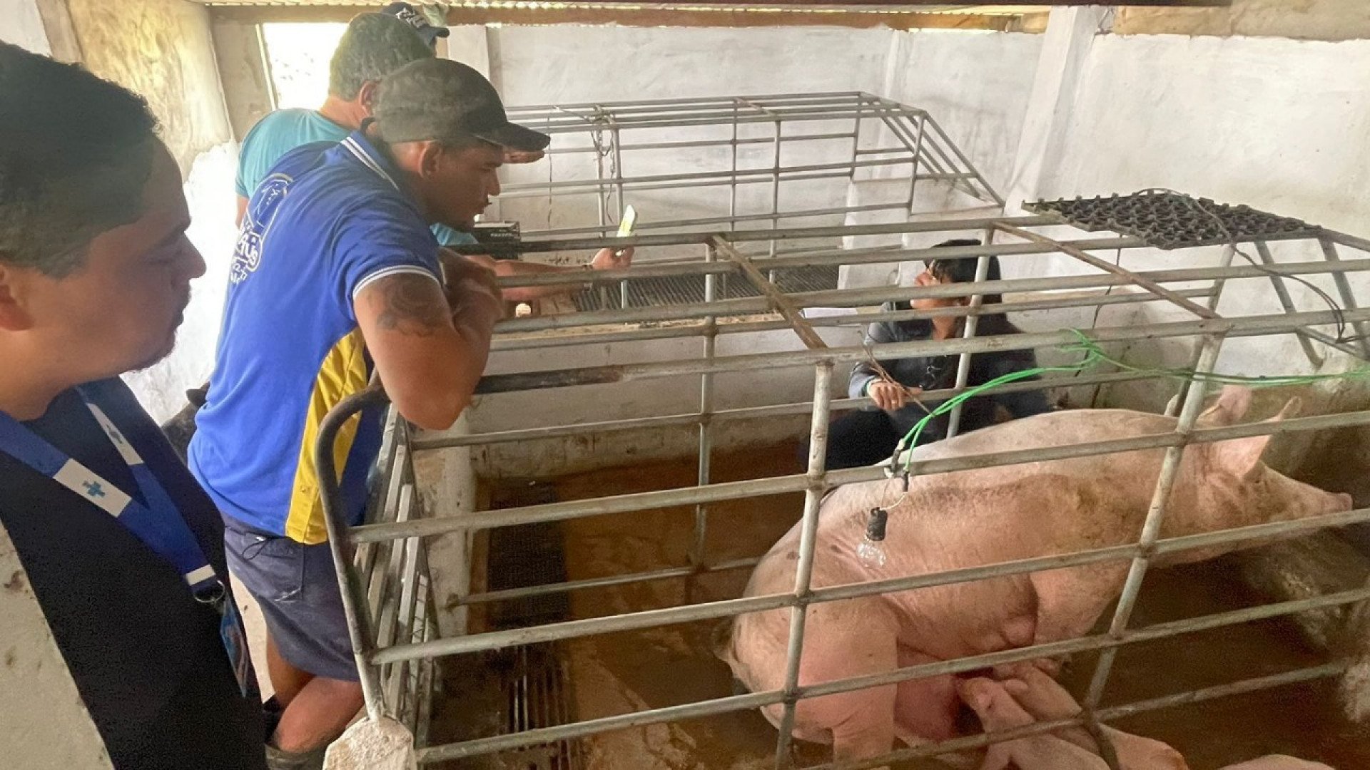 Os suinocultores selecionados receberão visitas técnicas e acompanhamento individual por seis meses.
