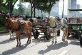 TRAÇÃO ANIMAL