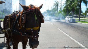 Protesto de carroceiros no Recife