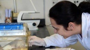 Tecidos feitos em laboratório podem aperfeiçoar testes de medicamentos