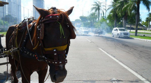 Audiência pública sobre carroceiros do Recife vira alvo de discussão entre parlamentares