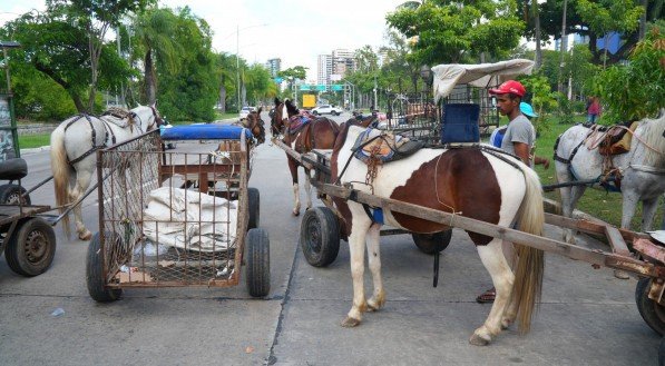 Audiência pública debate lei de tração animal na Câmara dos Vereadores do Recife