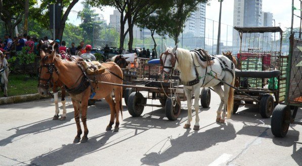 Entenda a paralisação dos carroceiros no Grande Recife nesta segunda-feira (16)