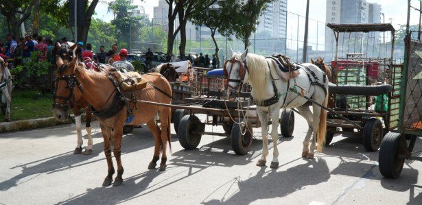 Imagem dos protestos de carroceiros no Grande Recife