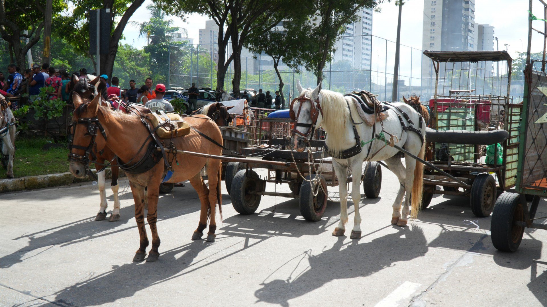 Entenda a paralisação dos carroceiros no Grande Recife nesta segunda-feira (16)