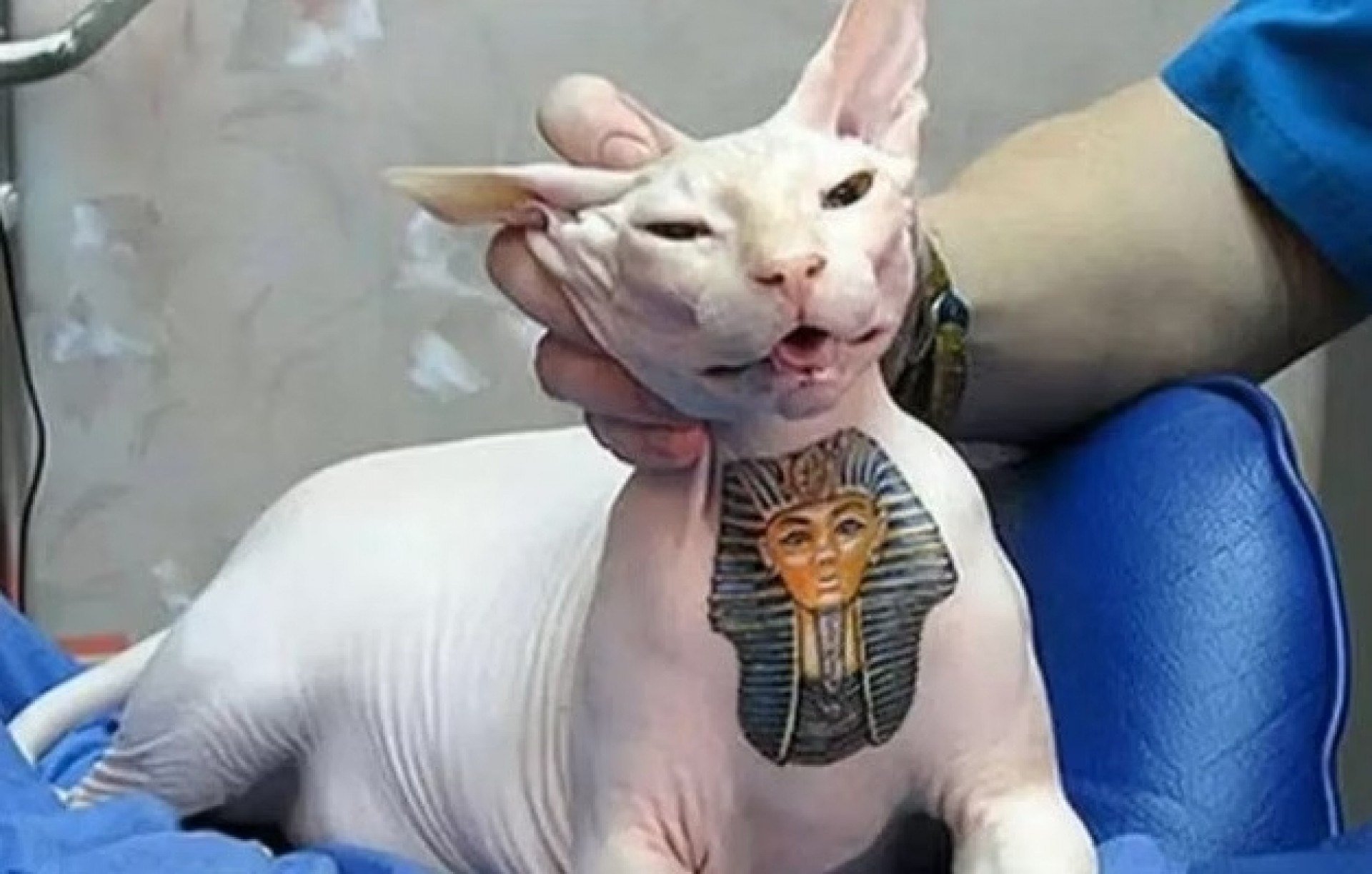 Lei que proíbe tatuagens e piercings em pets é sancionada; Entenda as consequências
