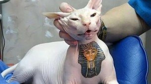 Tatuar e colocar piercings em cães e gatos agora é proibido no Brasil