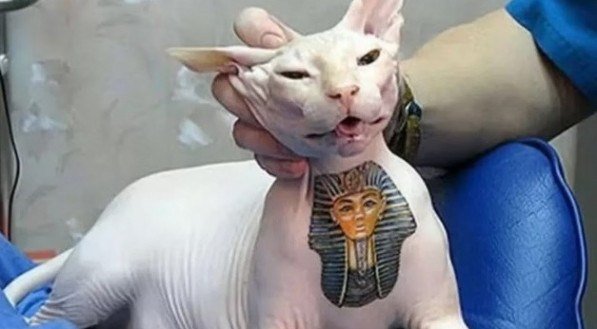 Tatuar e colocar piercings em cães e gatos agora é proibido no Brasil