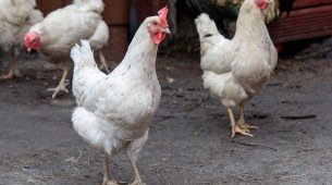 Ministério da Agricultura e Pecuária (Mapa) declara Basil livre da influenza aviária