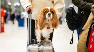 Cão no aeroporto