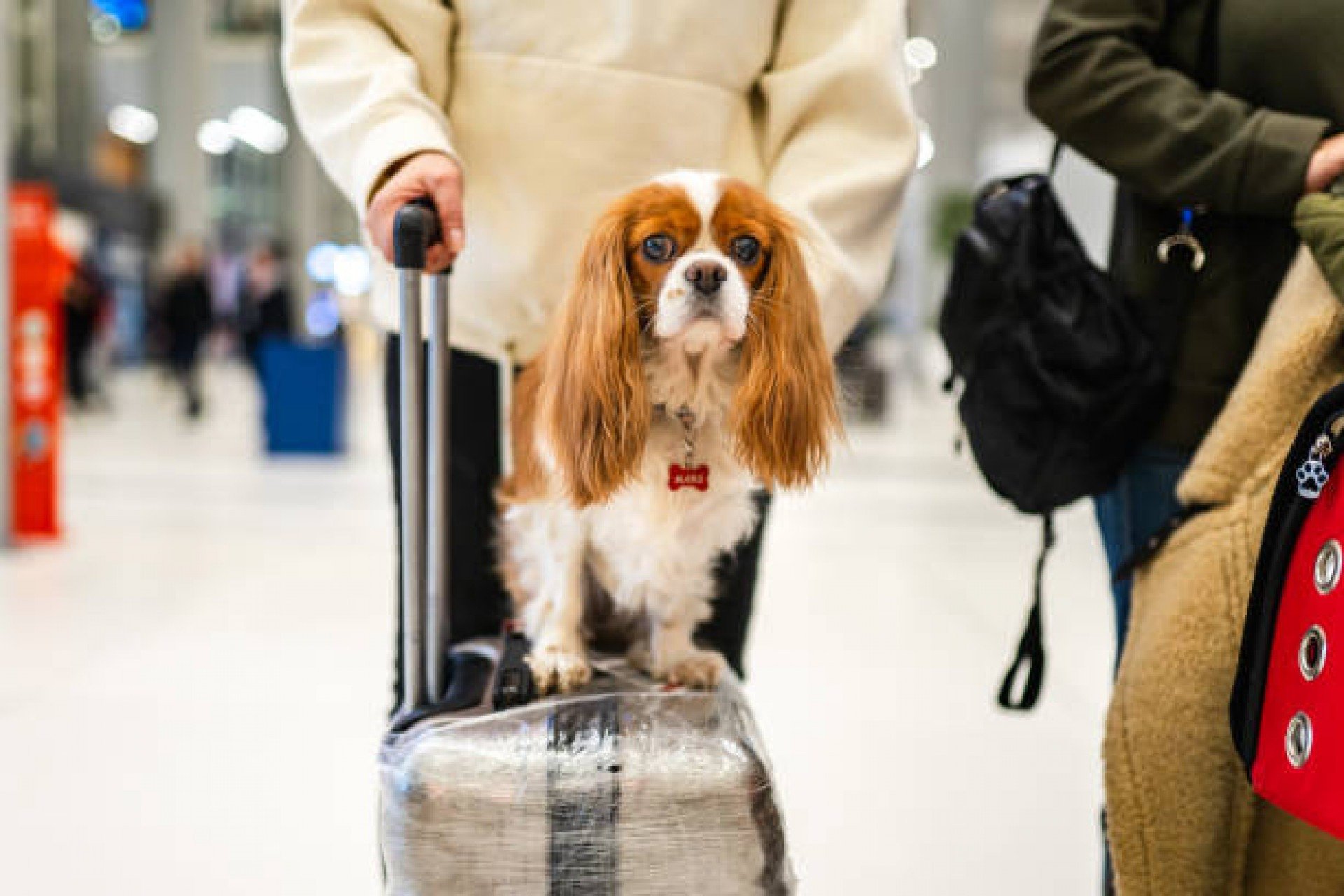 Regras para viajar com pets: saiba o que é exigido pelas companhias aéreas