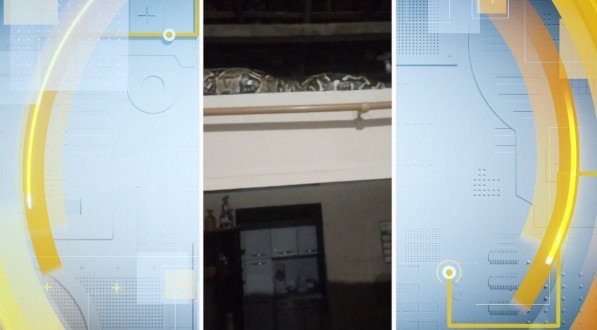 Cobra de 3 metros é encontrada dentro de casa no bairro de Ouro Preto, em Olinda