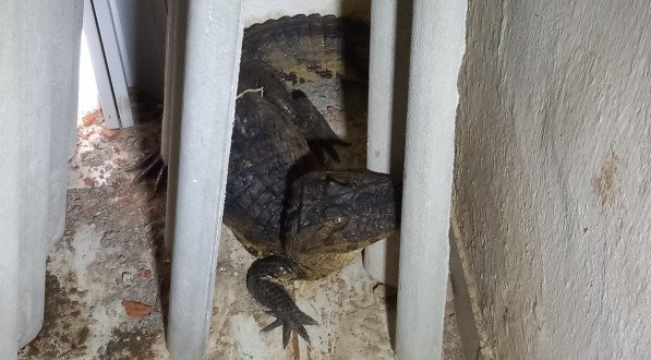 Jacaré é 'resgatado' por moradores em Jardim Paulista Baixo