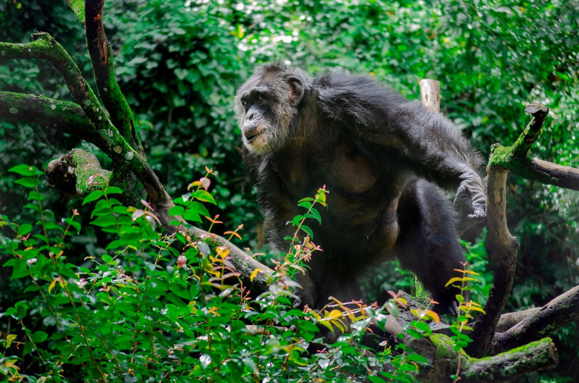 Morre Sena, chimpanzé que marcou gerações no Parque Dois Irmãos