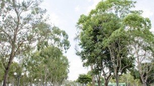 O Parque Euclides Dourado é também conhecido como Parque dos Eucaliptos.  É uma importante área verde e ponto tradicional de lazer e eventos no centro de Garanhuns, em Pernambuco.