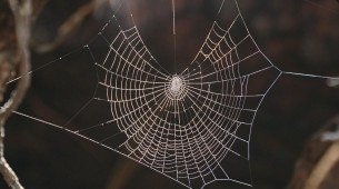 Imagem ilustrativa de teia de aranha