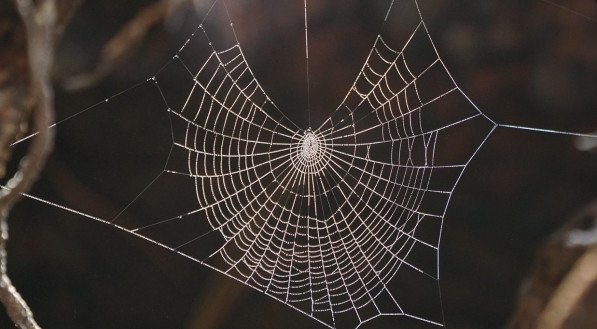 Imagem ilustrativa de teia de aranha