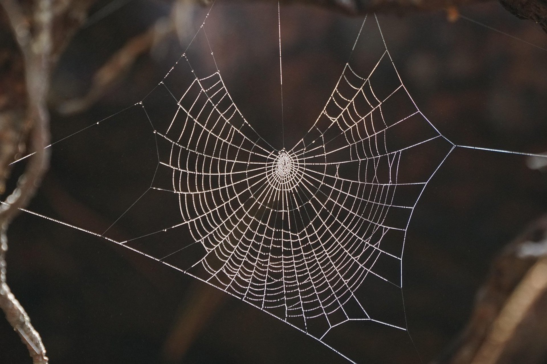 aranha