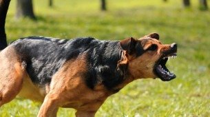 Imagem ilustrativa de um cachorro bravo!