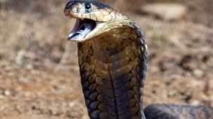 Imagem ilustrativa de uma cobra atacando!
