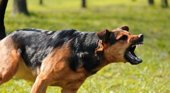 Qual o significado de sonhar com cachorro atacando?