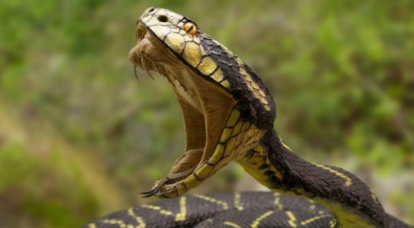 O que significa sonhar com cobras vivas? Entenda o simbolismo