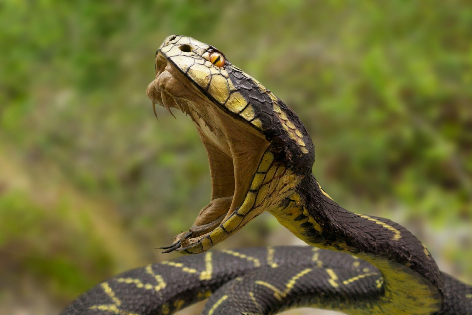 Reprodução/ iStock