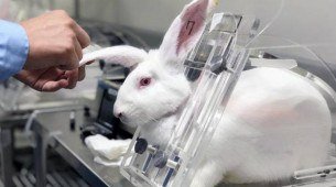 Processo de testagem de produtos químicos em animais 