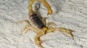 Imagem ilustrativa de um escorpião amarelo!