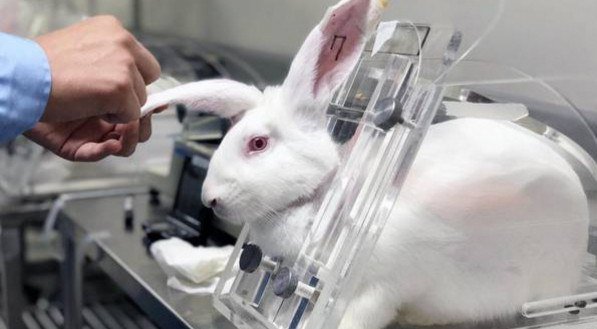 Câmara dos Deputados aprova Projeto de Lei que coloca fim à testagem de cosméticos em animais
