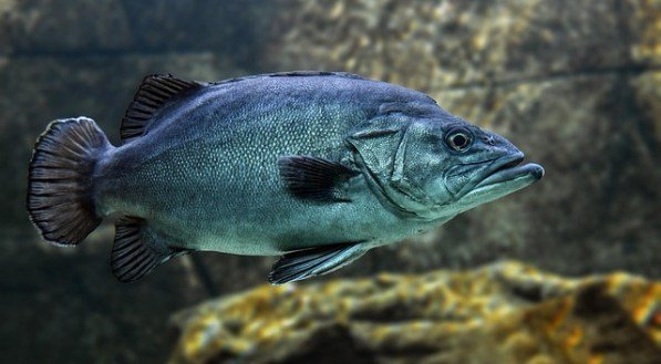 Peixe