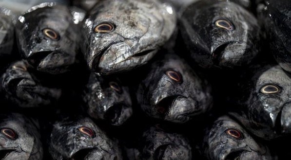 Peixes mortos