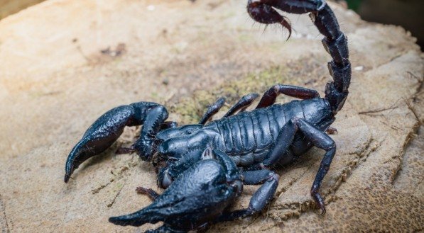 Imagem ilustrativa do escorpião preto! 