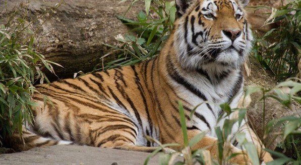 Tigre