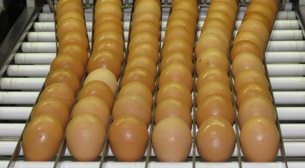 Imagem de ovos da produção de Avicultura