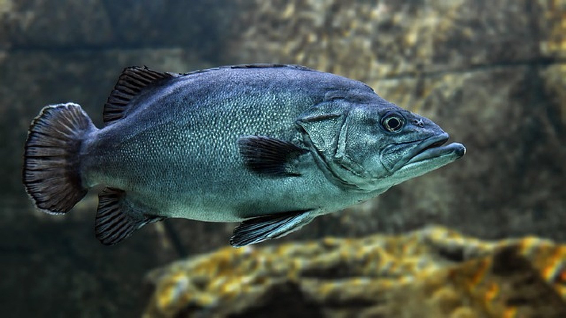 peixe