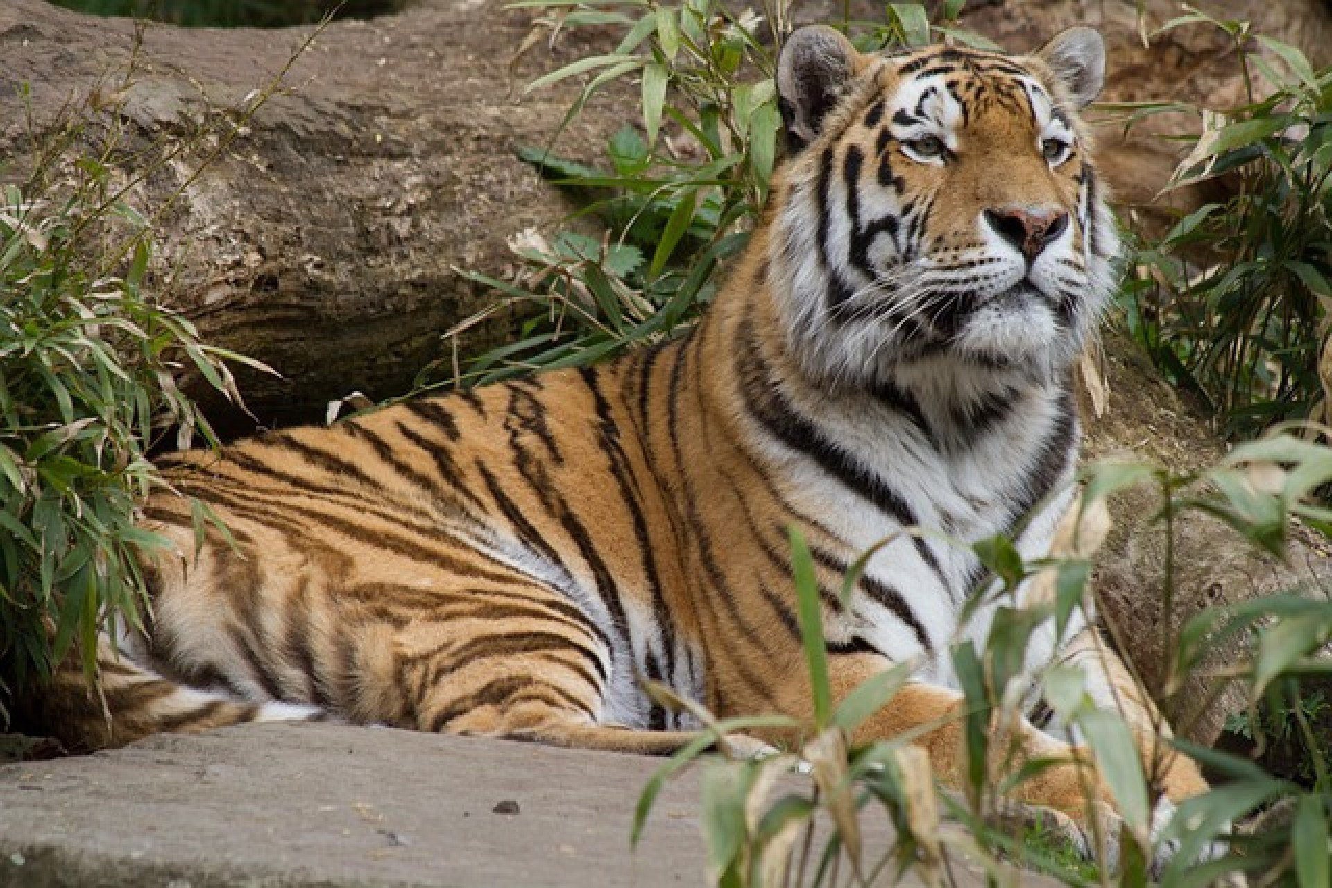 tigre