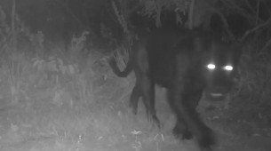Onça-preta aparece pela primeira vez em reserva no Cerrado