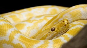 Saiba o real significado de sonhar com uma cobra