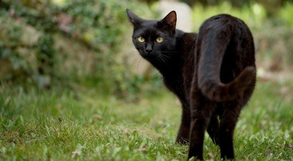 Gato preto nos sonhos: o que o universo está tentando te dizer?
