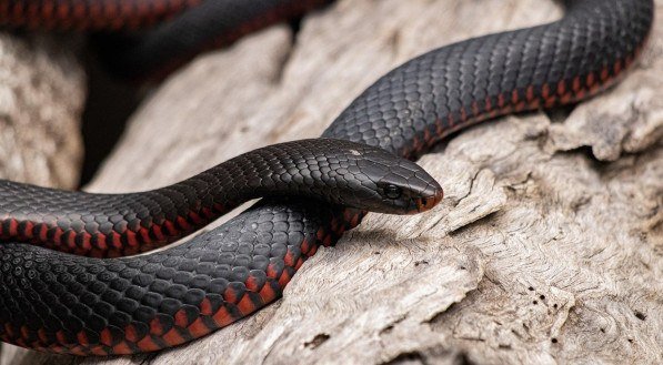 Imagem ilustrativa de uma cobra