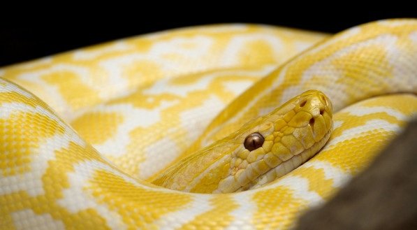 Saiba o real significado de sonhar com uma cobra