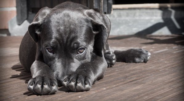 Aprenda o que significa sonhar com um cachorro preto